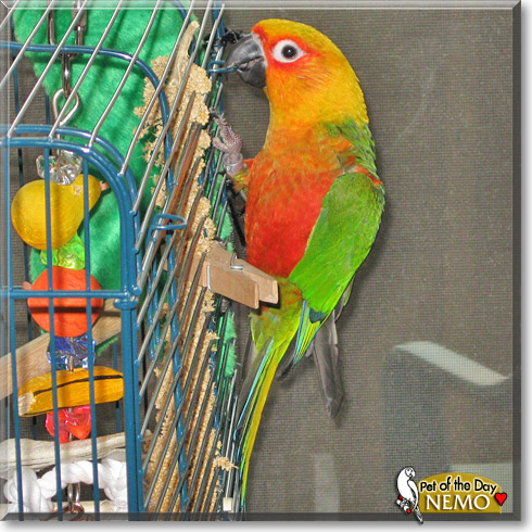 Nemo, the Pet of the Day Nemo, the Pet of the Day