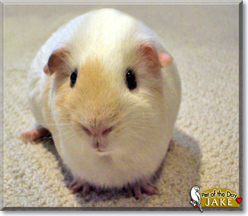 Jake, the Pet of the Day Jake, the Pet of the Day
