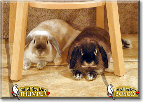 Bosco, Thumper, the Pet of the Day