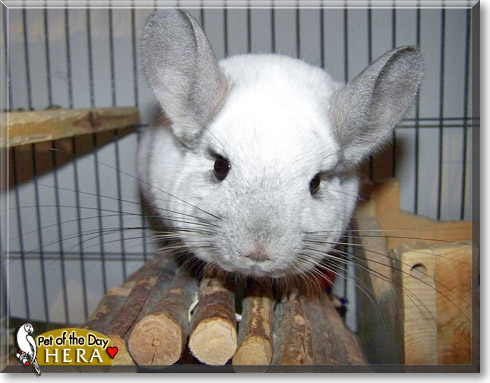 Hera, the Pet of the Day Hera, the Pet of the Day