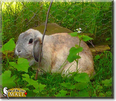 Mali, the Pet of the Day