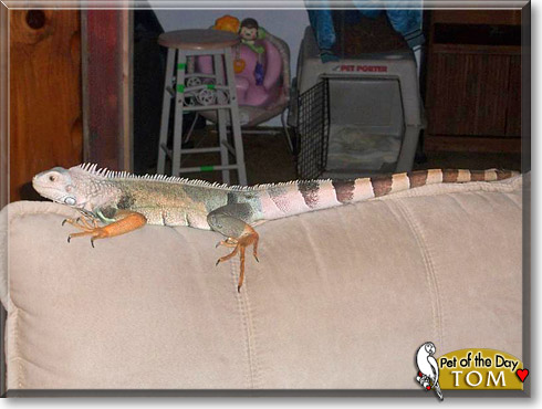 Tom, the Pet of the Day
