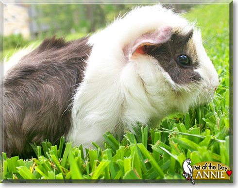 Annie, the Pet of the Day Annie, the Pet of the Day