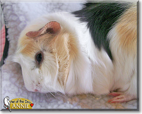 Annie, the Pet of the Day Annie, the Pet of the Day
