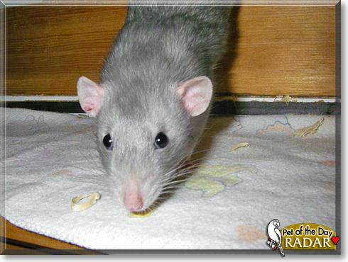 Radar, the Pet of the Day Radar, the Pet of the Day
