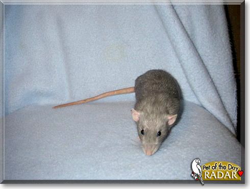 Radar, the Pet of the Day Radar, the Pet of the Day