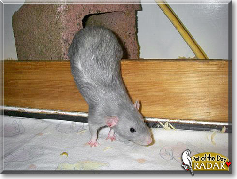 Radar, the Pet of the Day Radar, the Pet of the Day