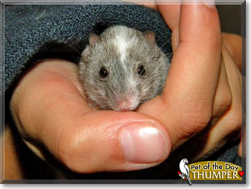 Thumper, the Pet of the Day Thumper, the Pet of the Day