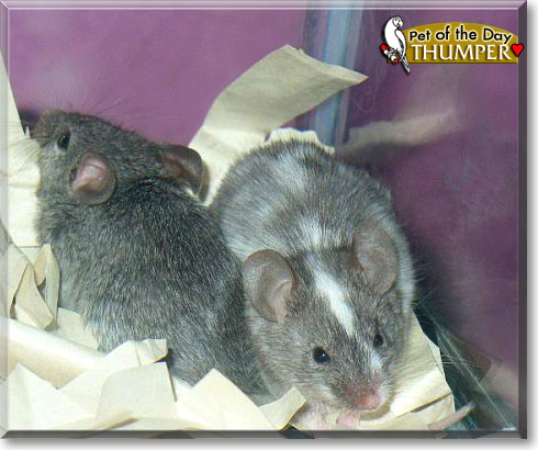 Thumper, the Pet of the Day Thumper, the Pet of the Day