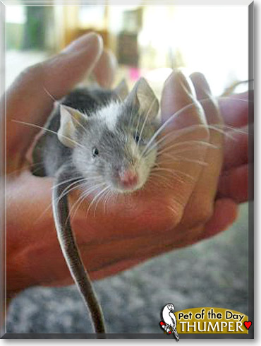 Thumper, the Pet of the Day Thumper, the Pet of the Day