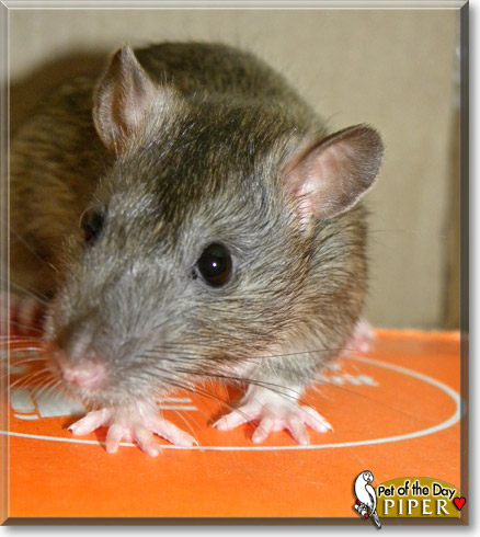 Piper, the Pet of the Day Piper, the Pet of the Day