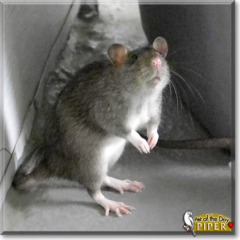 Piper, the Pet of the Day Piper, the Pet of the Day