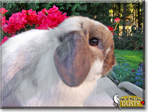 Dusty, the Pet of the Day Dusty, the Pet of the Day