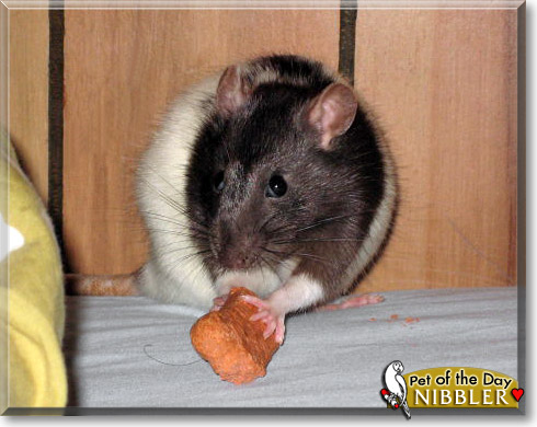 Nibbler, the Pet of the Day Nibbler, the Pet of the Day