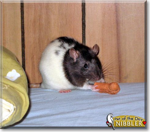 Nibbler, the Pet of the Day Nibbler, the Pet of the Day