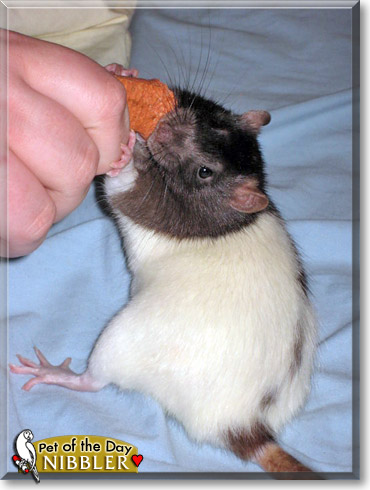 Nibbler, the Pet of the Day Nibbler, the Pet of the Day