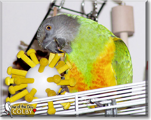 Colby, the Pet of the Day Colby, the Pet of the Day