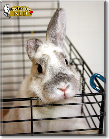 Ned, the Pet of the Day Ned, the Pet of the Day