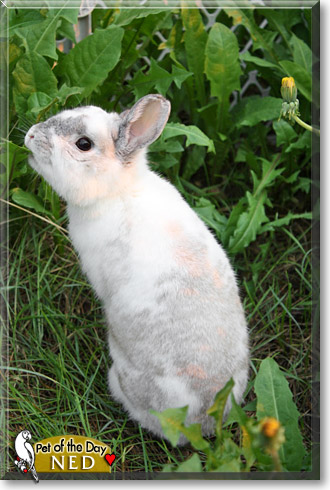 Ned, the Pet of the Day Ned, the Pet of the Day