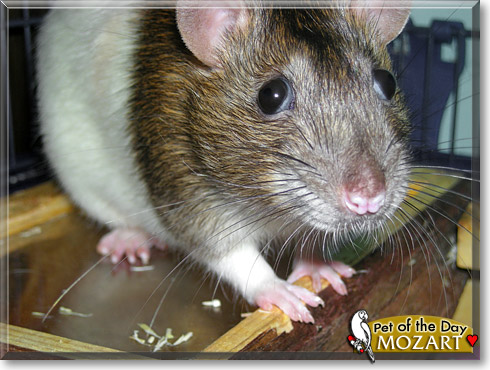 Mozart, the Pet of the Day Mozart, the Pet of the Day