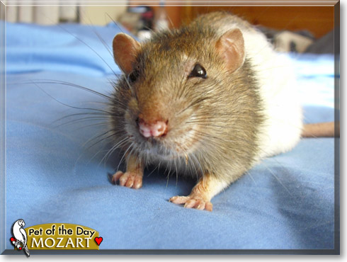 Mozart, the Pet of the Day Mozart, the Pet of the Day