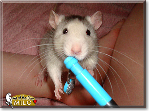 Milo, the Pet of the Day