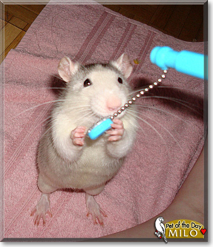 Milo, the Pet of the Day