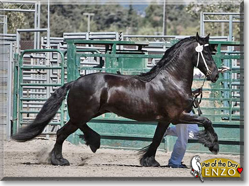 Enzo, the Pet of the Day