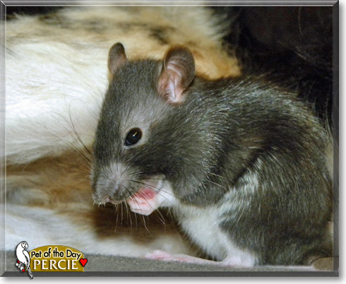 Percie, the Pet of the Day