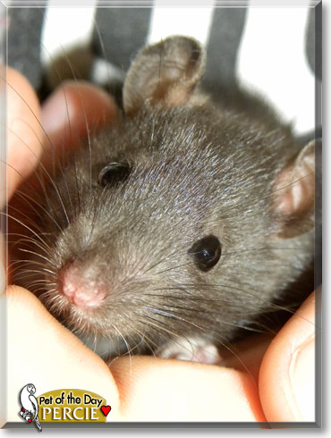 Percie, the Pet of the Day