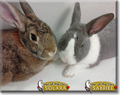 Sabriel, Solara, the Pet of the Day Sabriel, Solara, the Pet of the Day