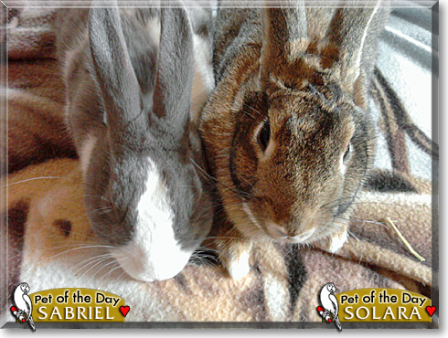 Sabriel, Solara, the Pet of the Day Sabriel, Solara, the Pet of the Day