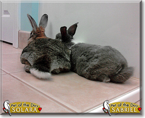 Sabriel, Solara, the Pet of the Day Sabriel, Solara, the Pet of the Day