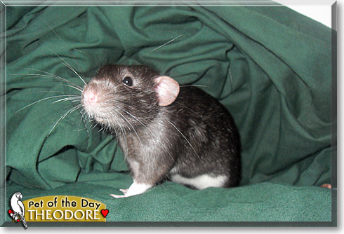 Theodore, the Pet of the Day
