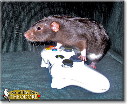 Theodore, the Pet of the Day