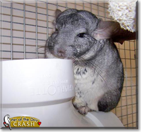 Crash, the Pet of the Day Crash, the Pet of the Day