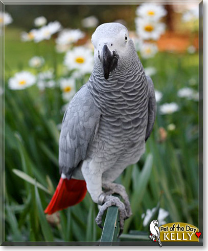 Kelly, the Pet of the Day Kelly, the Pet of the Day