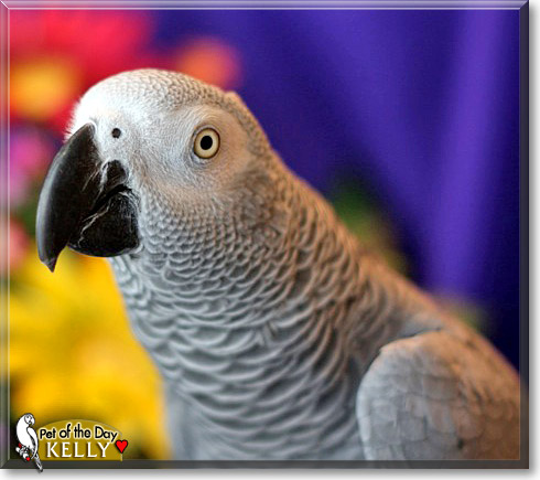 Kelly, the Pet of the Day Kelly, the Pet of the Day