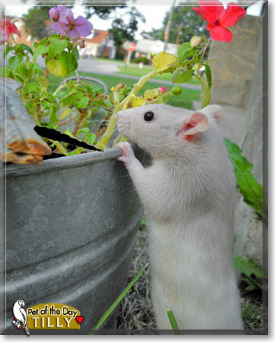 Tilly, the Pet of the Day Tilly, the Pet of the Day