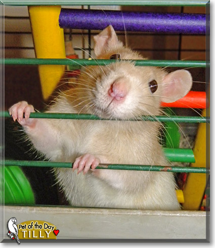 Tilly, the Pet of the Day Tilly, the Pet of the Day