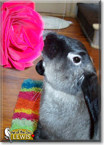 Lewis, the Pet of the Day Lewis, the Pet of the Day