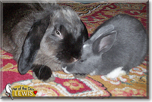 Lewis, the Pet of the Day Lewis, the Pet of the Day