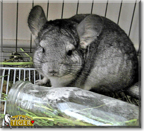 Tiger, the Pet of the Day Tiger, the Pet of the Day