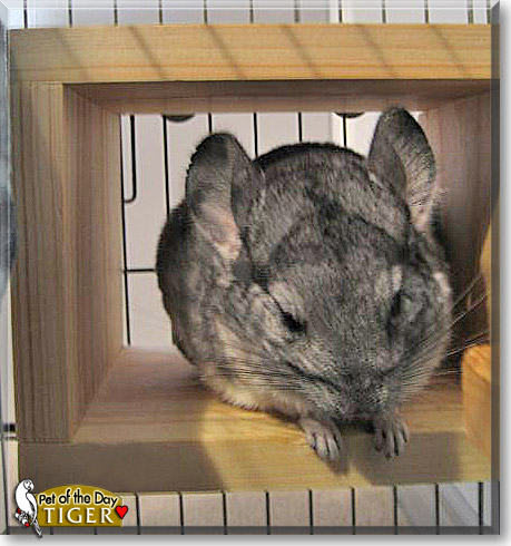 Tiger, the Pet of the Day Tiger, the Pet of the Day