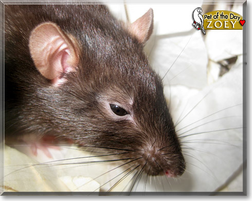 Zoey, the Pet of the Day Zoey, the Pet of the Day