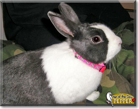 Pepper, the Pet of the Day Pepper, the Pet of the Day