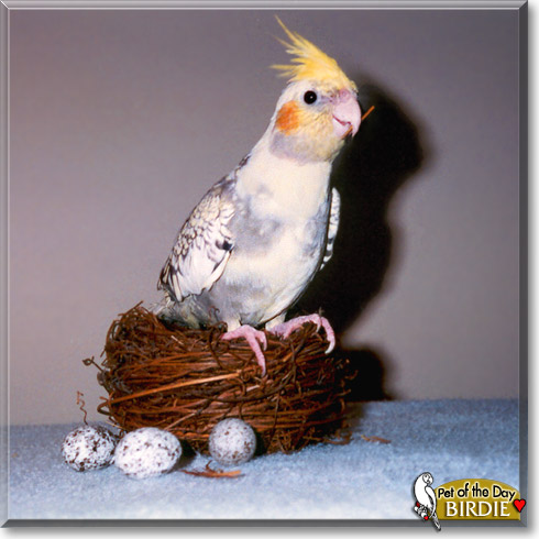 Birdie, the Pet of the Day Birdie, the Pet of the Day
