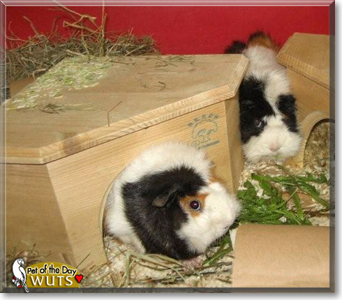 Wuts, the Pet of the Day Wuts, the Pet of the Day
