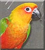 Nemo the Jenday Conure