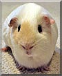 Jake the Guinea Pig
